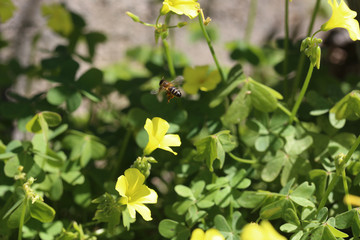 Obraz premium Oxalis y las abejas