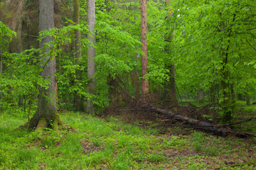 Juvenile Hornbeam tree,against spruces background