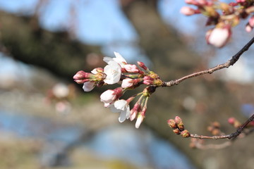 桜の花