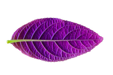 Purple tree leaves isolated on white background.