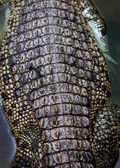 Crocodile skin texture