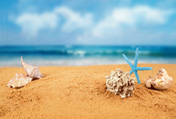 Fototapeta na wymiar Starfish on the Beach.