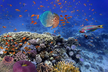 Shoal of fish and giant jellyfish