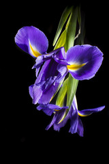 Details of iris isolated on black  background 