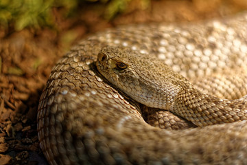 Snake in the terrarium - Levantine viper