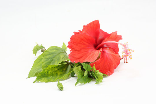Red Orange Hibiscus Flower