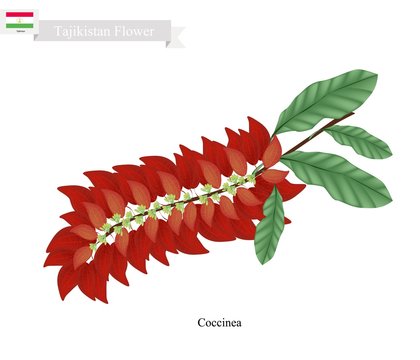 Warszewiczia Coccinea, The Popular Flower of Tajikistan