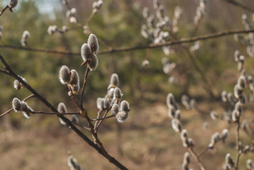 fluffy willow buds in early spring