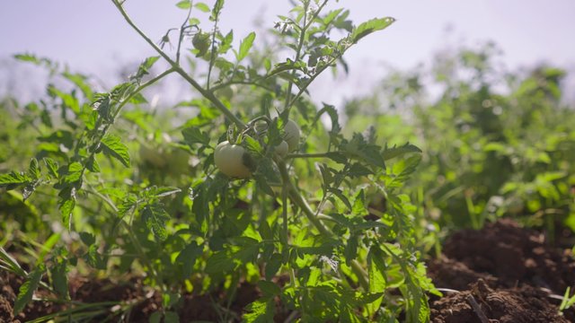 Farming and cultivations in Latin America. Farmer walking in tomato field. Low angle shot on plants and soil, with man in background. Dolly shot