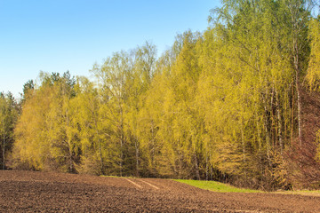 Fototapeta premium spring birch grove near ploughed field against blue sky