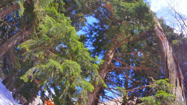 branches of pine and fir are moving in the sun