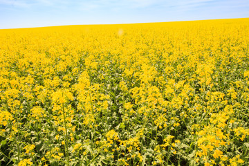 Obraz premium yellow rapeseed field in blossom upto horizon