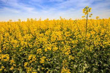 Obraz premium closeup beautiful yellow rapeseed flowers on field in blossom