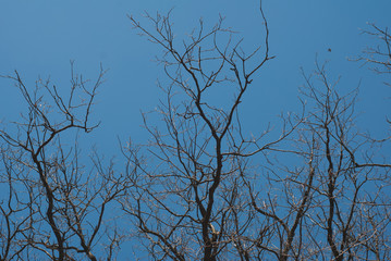  oak branch on blue sky background