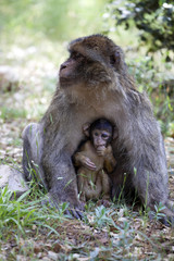 female with young Barbary Ape, Macaca Sylvanus, Atlas Mountains, Morocco