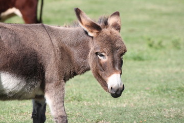 Naklejka na ściany i meble Little guard donkeys behind the enclosure of a feed/transfer pen. 