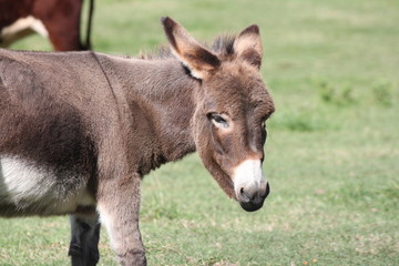 Little guard donkeys behind the enclosure of a feed/transfer pen. 