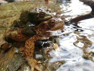 Toad Couple In Love