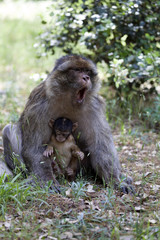 female with young Barbary Ape, Macaca Sylvanus, Atlas Mountains, Morocco