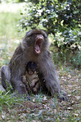 upset female with young Barbary Ape, Macaca Sylvanus, Atlas Mountains, Morocco