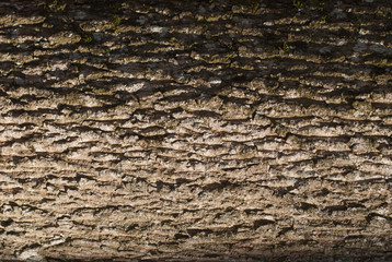 Old Wood Tree Texture