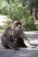 female with young Barbary Ape, Macaca Sylvanus, Atlas Mountains, Morocco