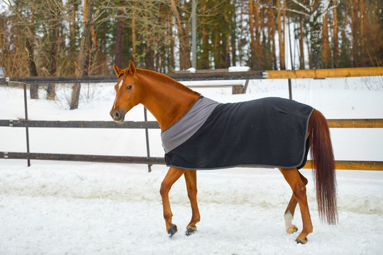 the horse in the blanket
