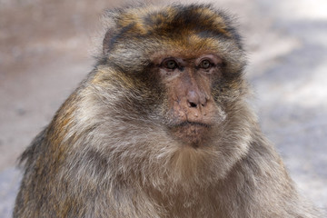 portrait dominant male Barbary Ape, Macaca Sylvanus, Atlas Mountains, Morocco