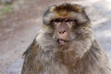 portrait dominant male Barbary Ape, Macaca Sylvanus, Atlas Mountains, Morocco