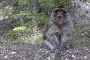 dominant male Barbary Ape, Macaca Sylvanus, Atlas Mountains, Morocco