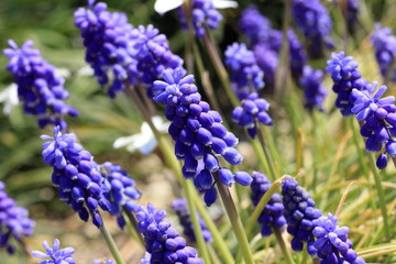 Musukari flower in japanese spring
