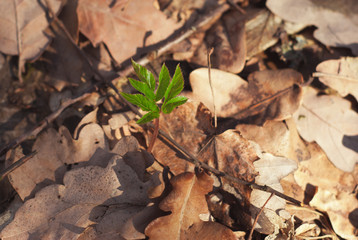 Lonely young plant sprout in spring forest under the sunlight,