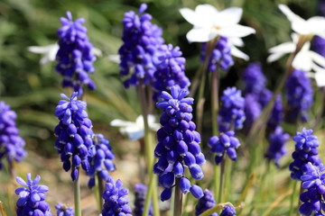 Musukari flower in japanese spring