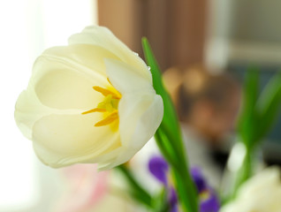 White tulip, close up