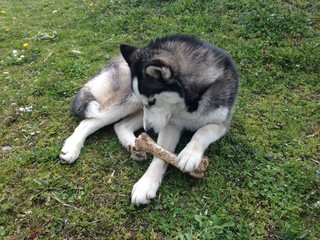 Siberian husky holding bone