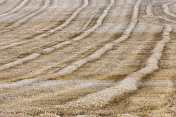 haystacks in a field of straw  