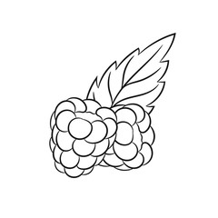 Hand drawn raspberries sketches