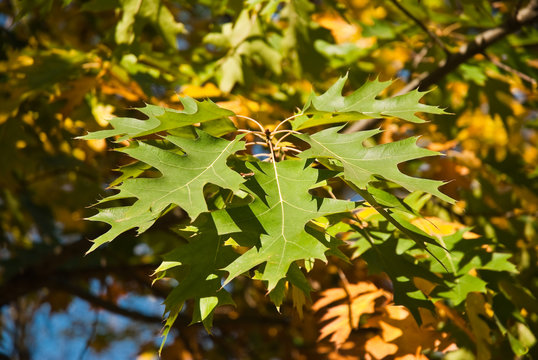 Green leaves of champion oak (Quercus Borealis ) or northern red oak (Quercus rubra) 