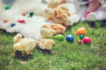 Baby chicken and ester eggs in the grass 