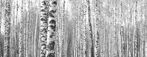 Obrazy na Plexi  Pnie brzozy, czarno-białe naturalne tło