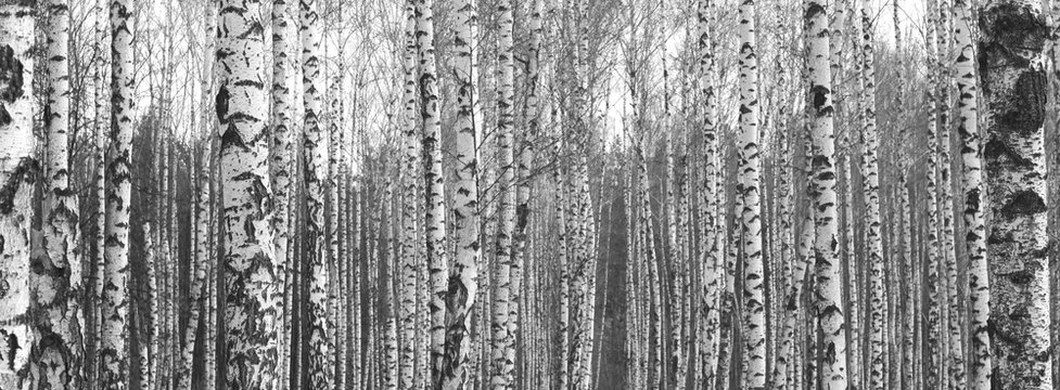 Fototapeta Trunks of birch trees,black and white natural background