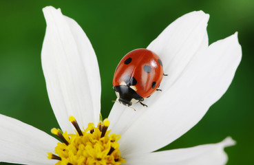 Ladybug and flower