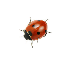 Fototapeta premium Ladybug isolated on white