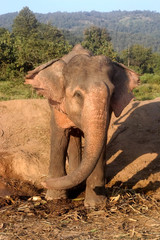 Obraz premium Working Asian Elephant Elephas maximus, Thailand
