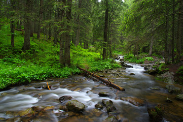 Mountain river in forest.