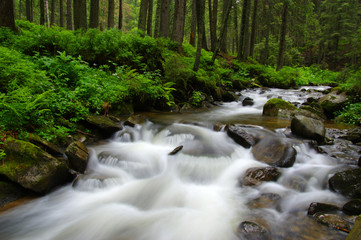 Obraz premium Mountain river in forest.