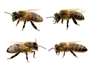 Set of bee
