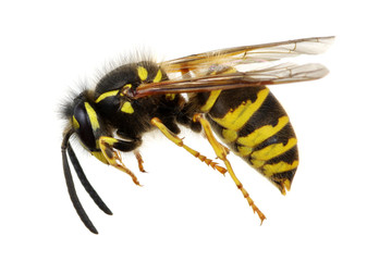 wasp