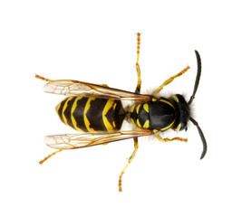 wasp