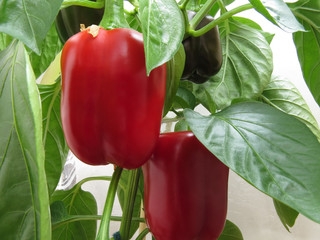 The fruit of the paprika  sing on bush
